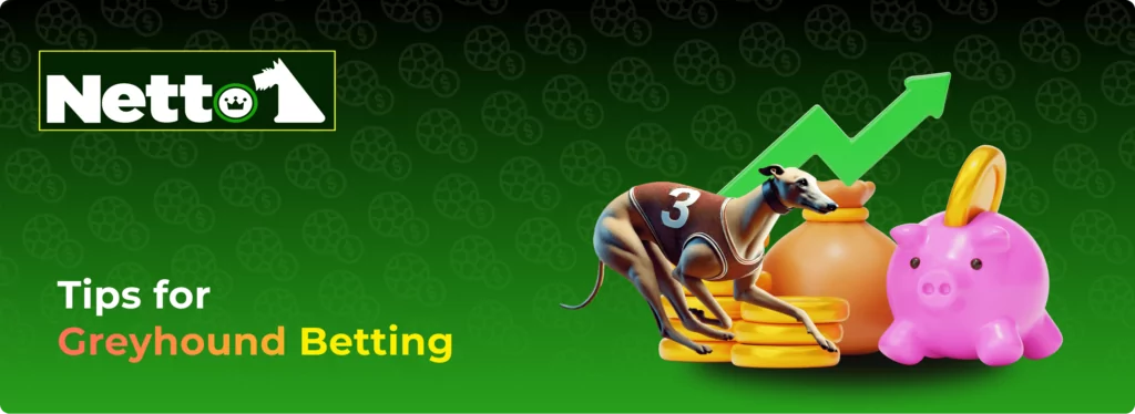 Tips for Greyhound Betting banner